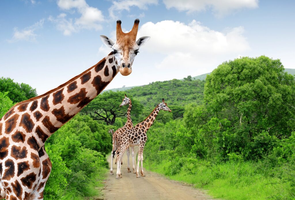 South Africa_Images for Landing Pages - South Africa_Kruger National Park_Giraffes