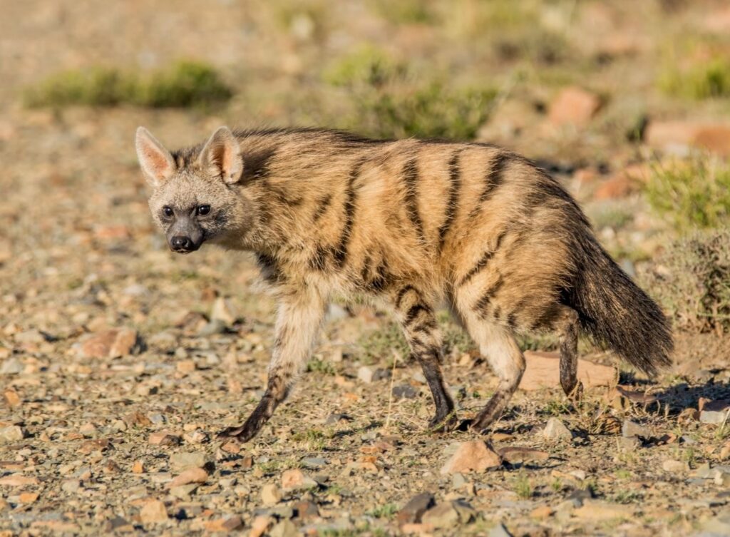 En jordvarg vandrar över torr mark i Afrika