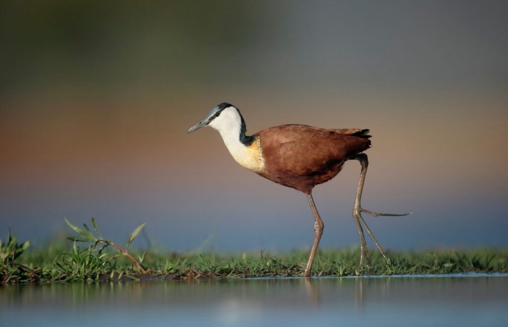En afrikansk jacana går genom grunt vatten och gräs