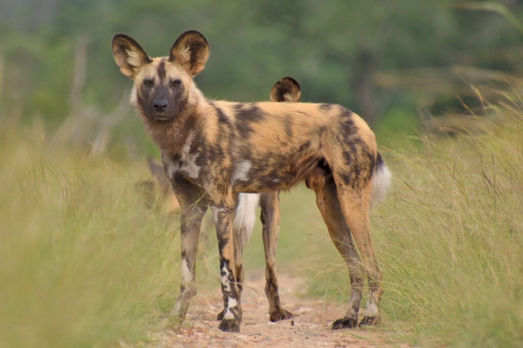 En afrikansk vildhund står på en liten stig omgiven av högt grönt gräs