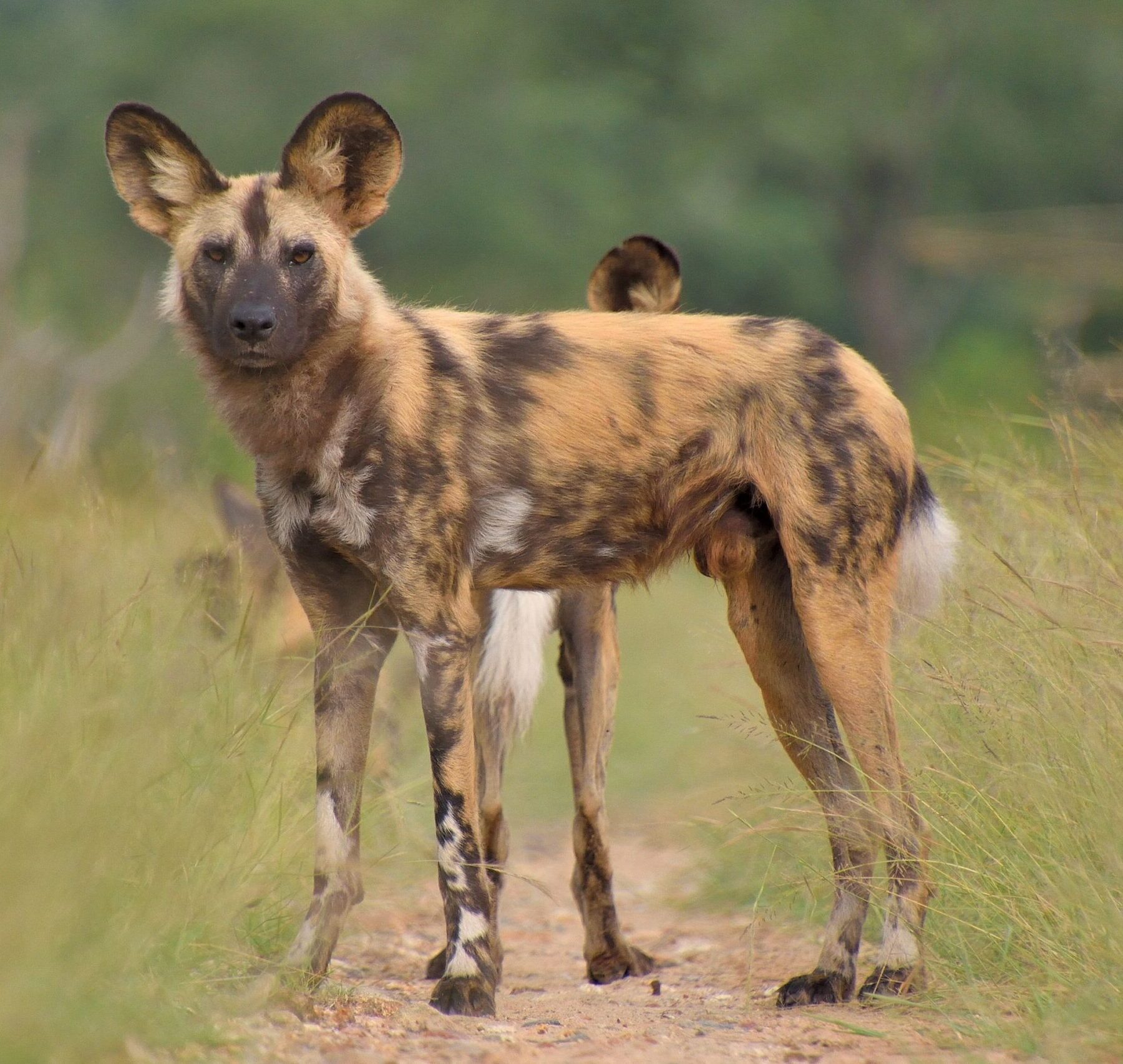 En afrikansk vildhund står på en liten stig omgiven av högt grönt gräs