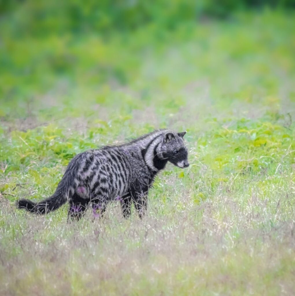 En sibetkatt står i ett fält med grönt gräs i Afrika