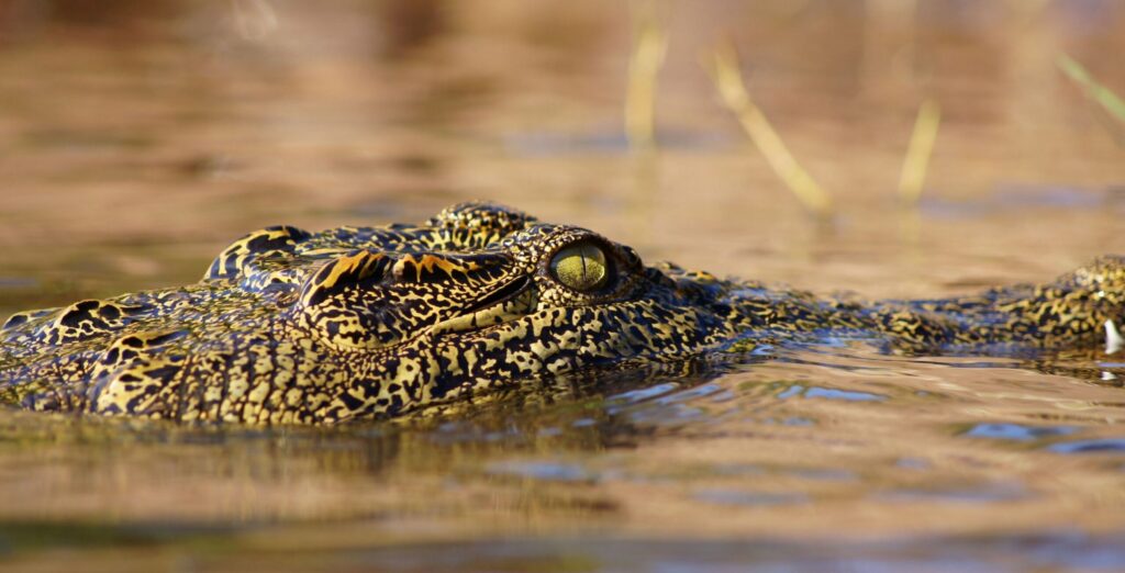 IM_BW_CNP_Face of crocodile