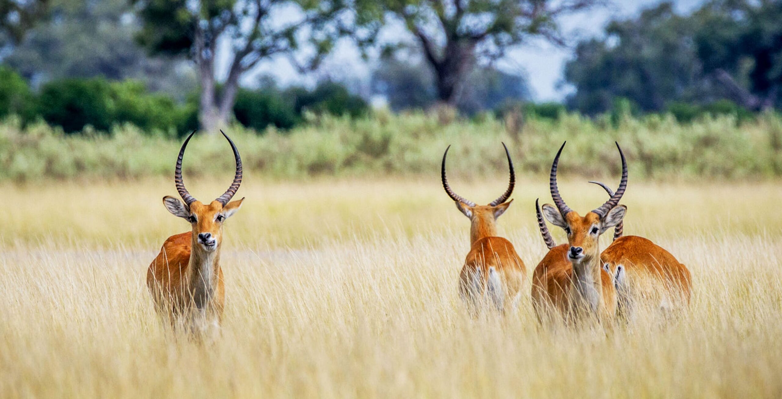 Fyra röda lechweantiloper i det höga gräset i Khwai, Botswana