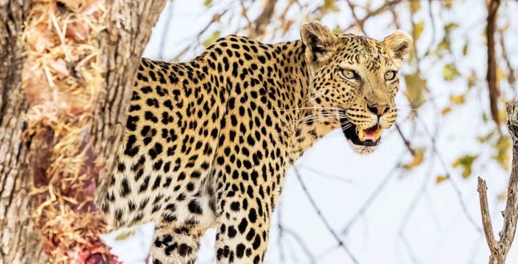 IM_BW_KHW_Leopard(1)