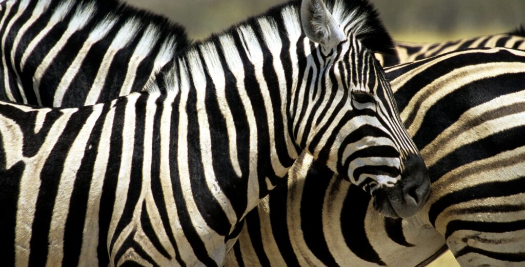 Flera zebror samlade i Moremi Game Reserve