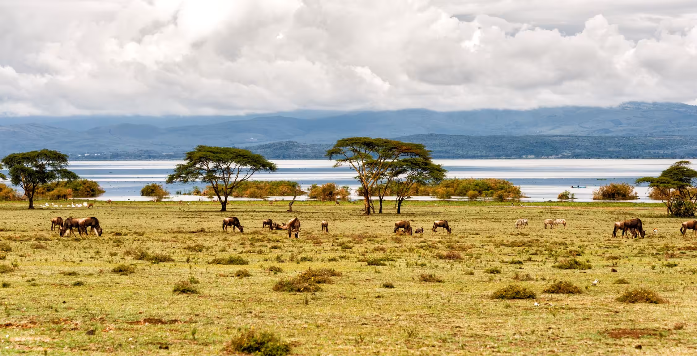 Bilfärd från Solio till Lake Naivasha