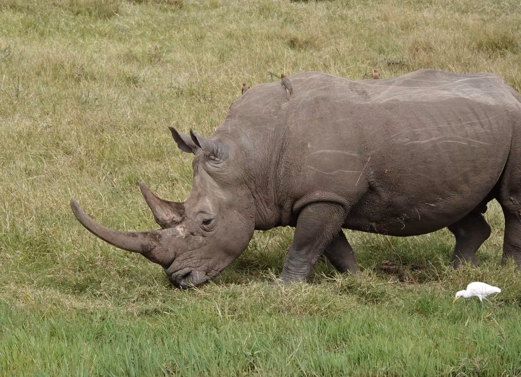 Bilfärd från Nairobi till Ol' Pejeta Conservancy