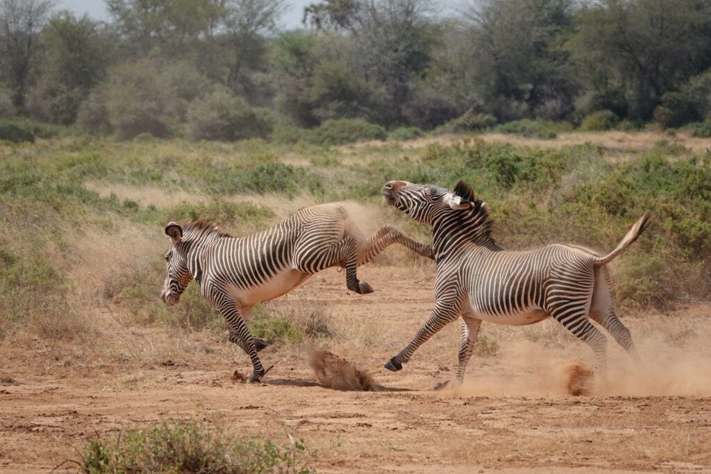 En zebra sparkar en annan zebra i Kenya