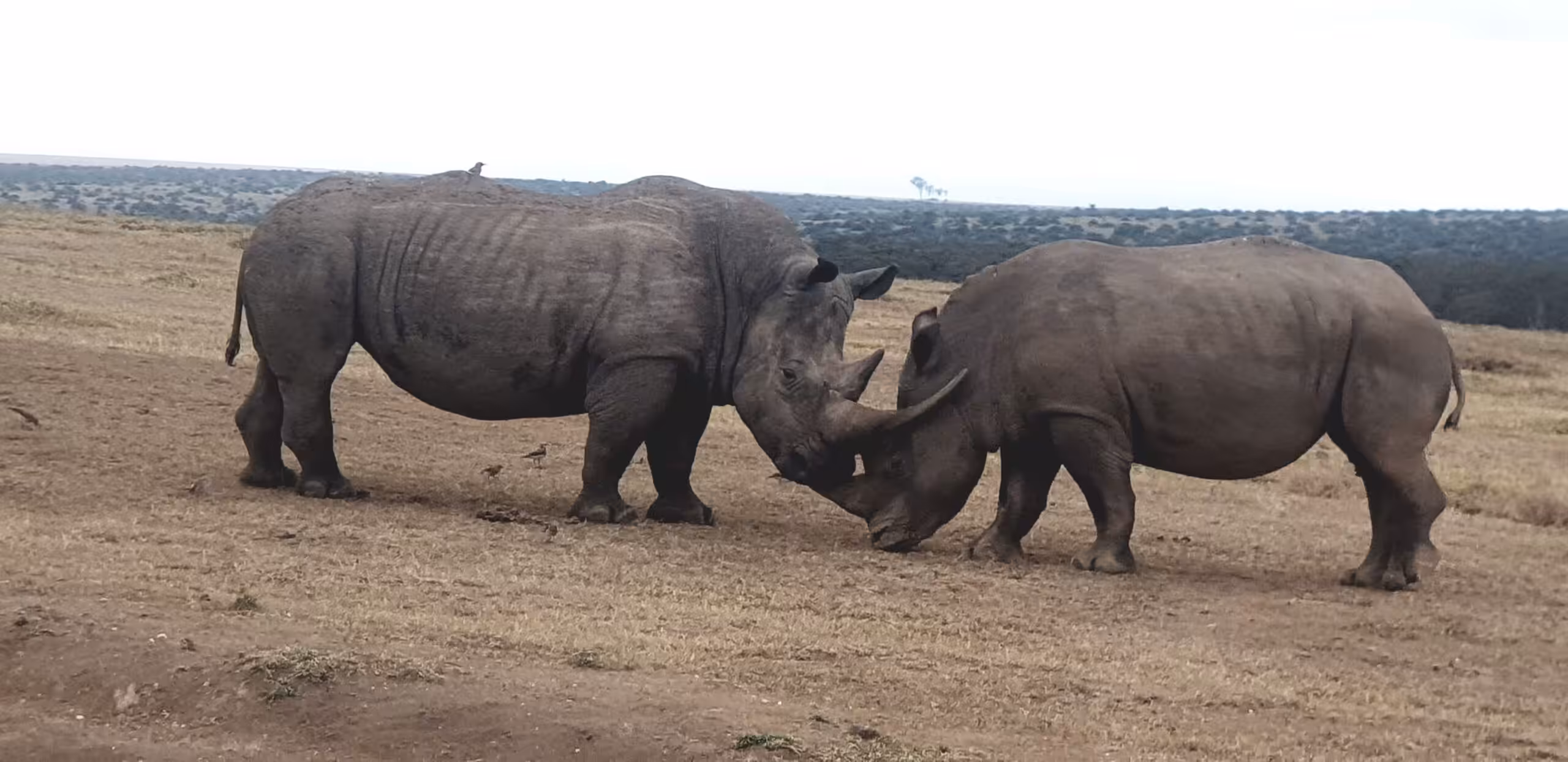 Bilfärd från Samburu till Solio Ranch Conservancy