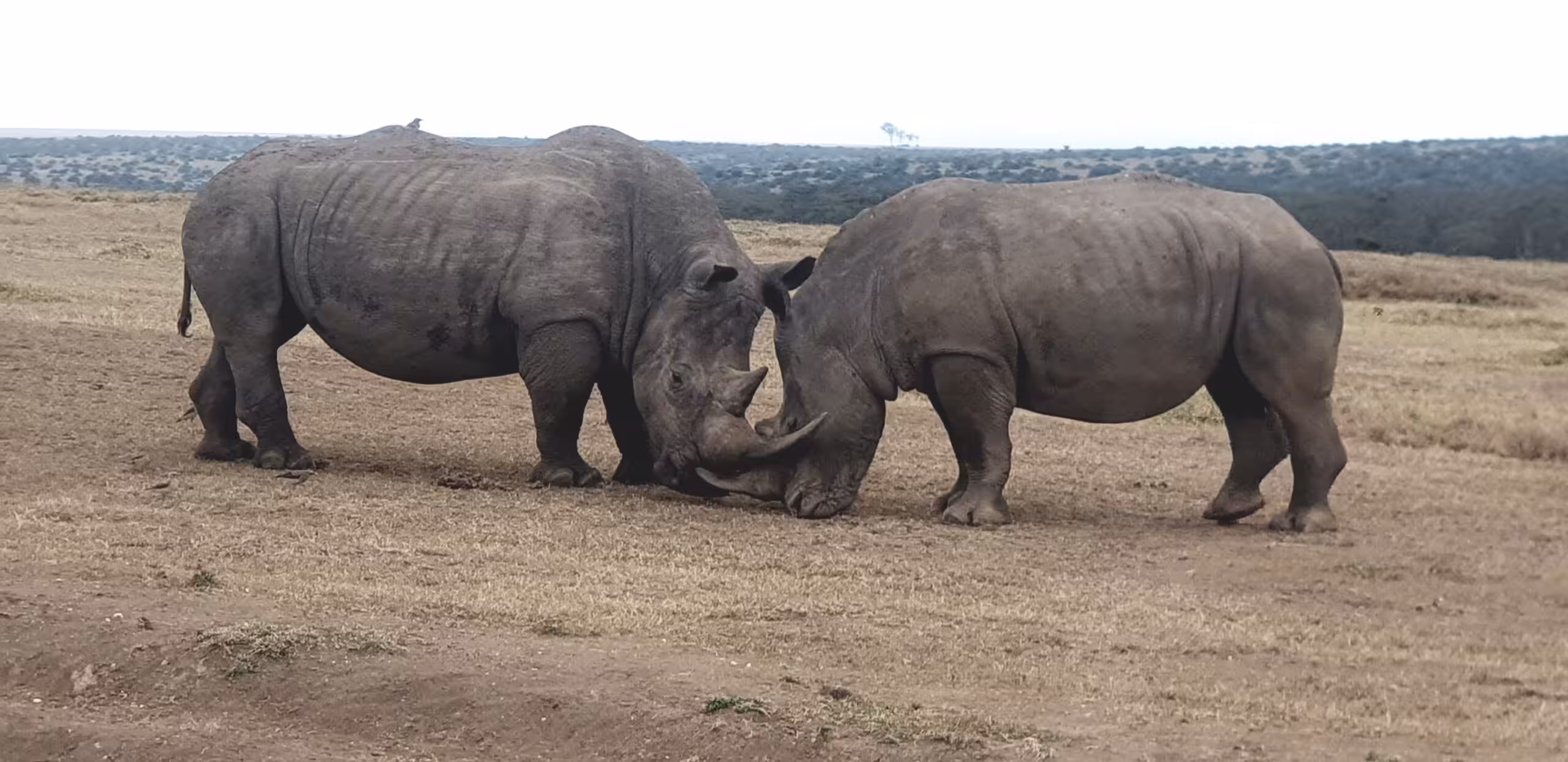 Bilfärd från Ol' Pejeta Conservancy till Solio Conservancy