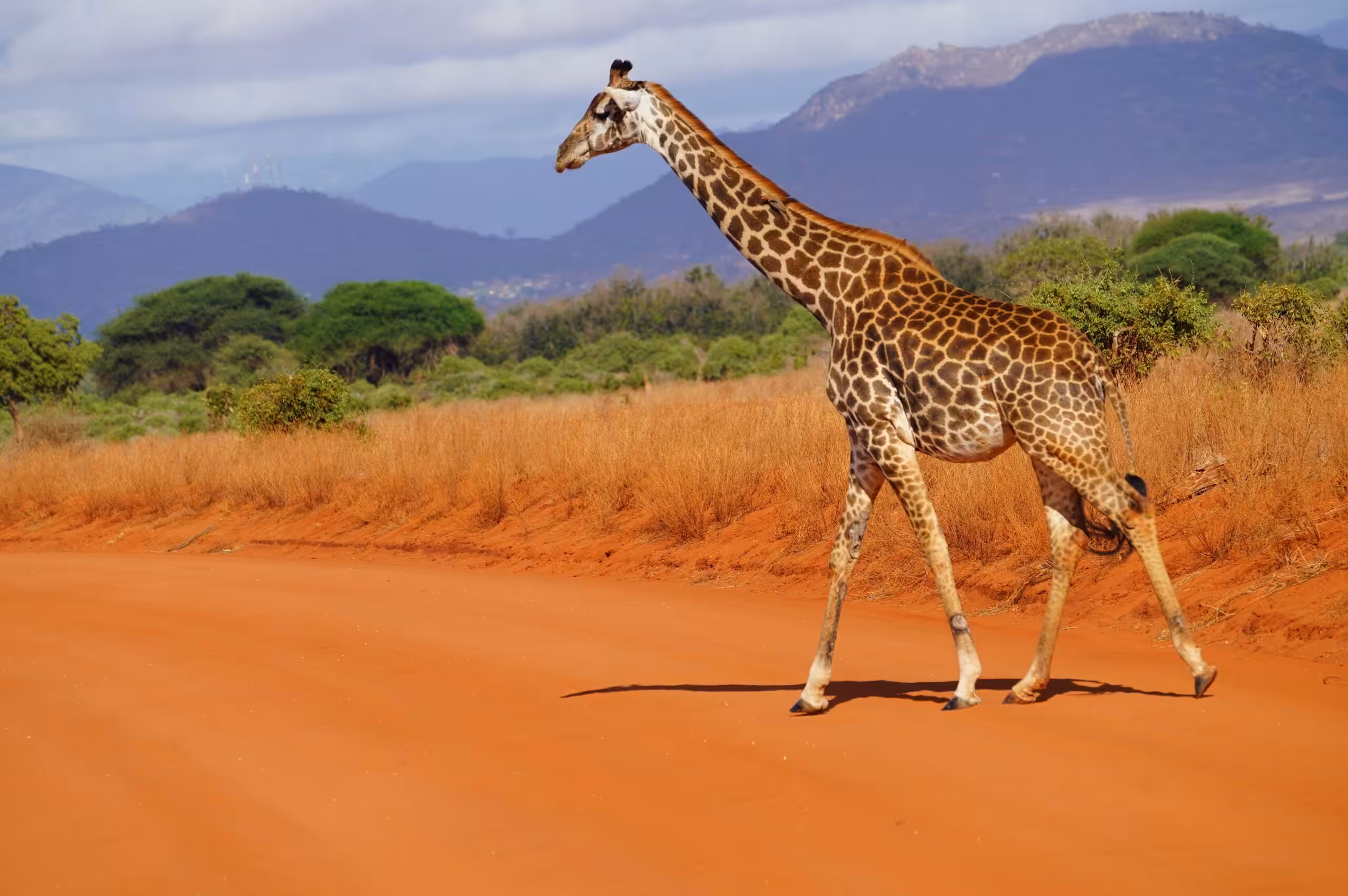 Bilfärd från Amboseli National Park till Tsavo East National Park