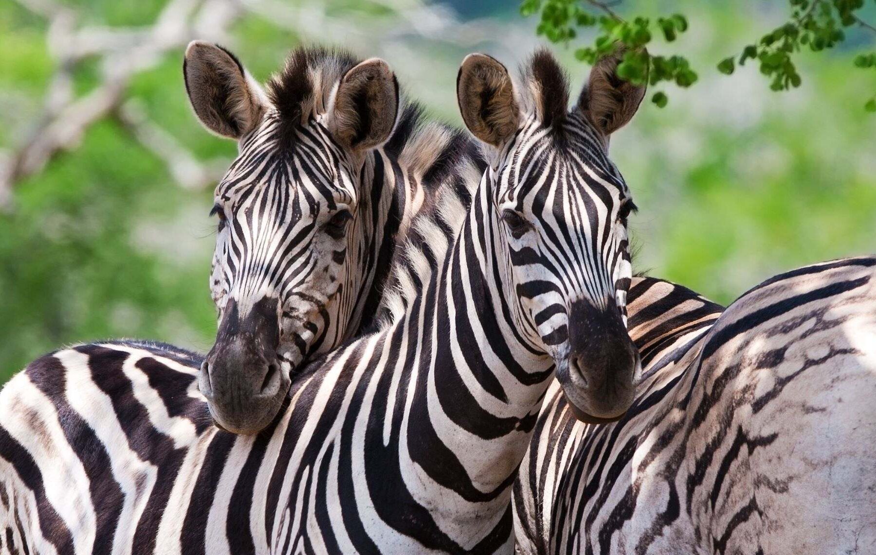 Två zebror står sida vid sida och blickar framåt i Kruger nationalpark