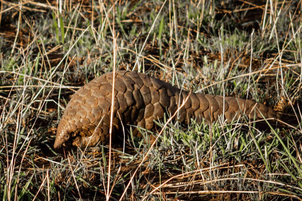 En myrkott vandrar genom gräset i Kidepo Valley nationalpark