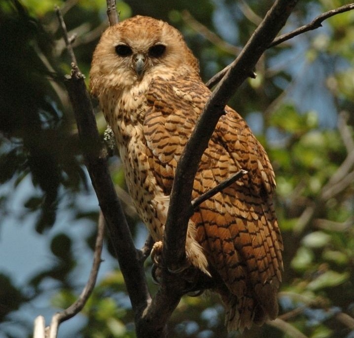Pels fiskuv sitter på en gren i Okavangodeltat, Botswana