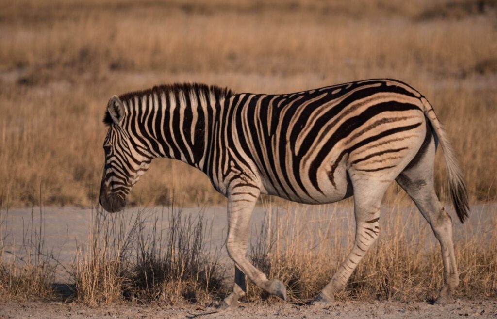Zebra i Makgadikgadi Pans nationalpark