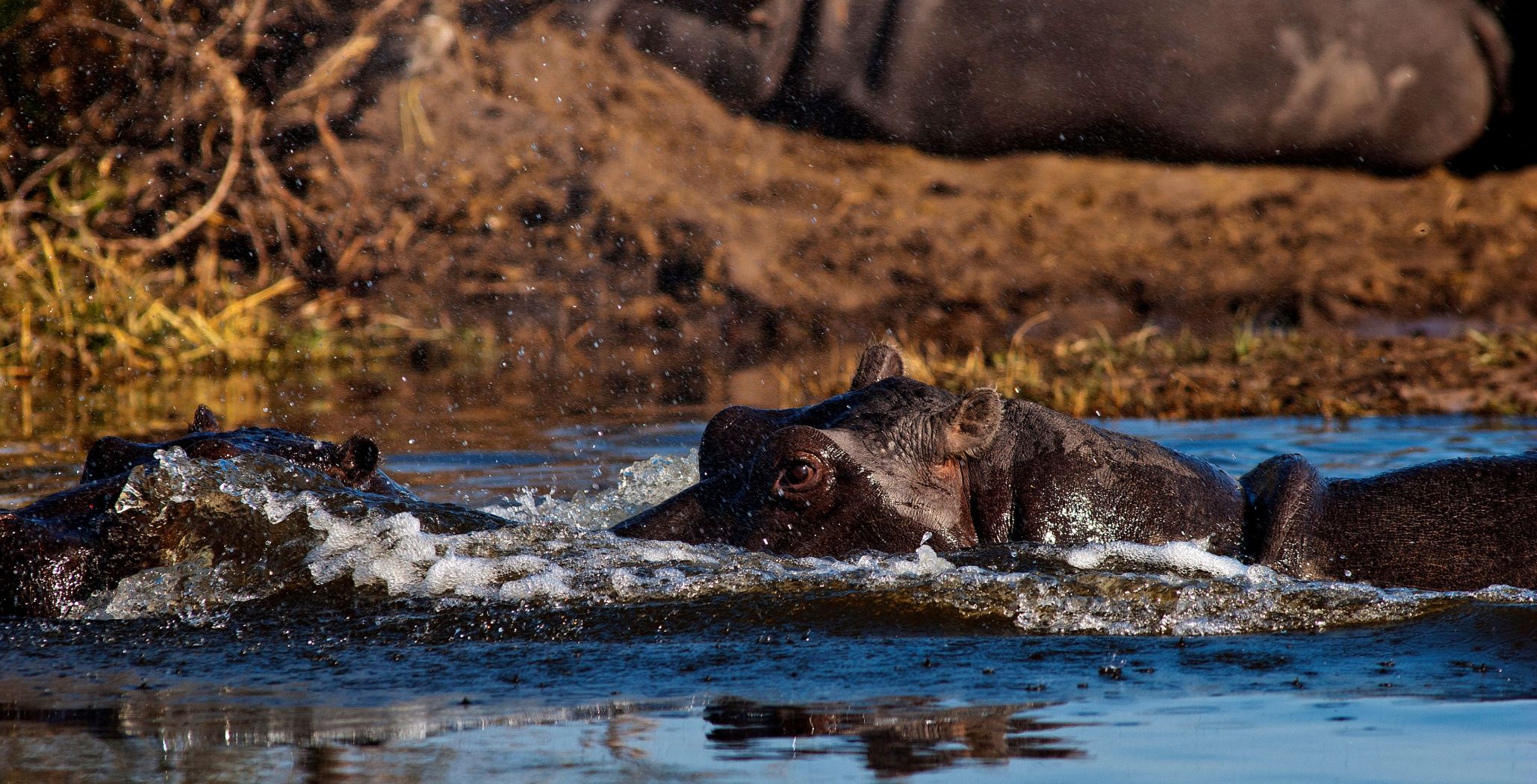 2 flodhästar i vattnet i Botswana