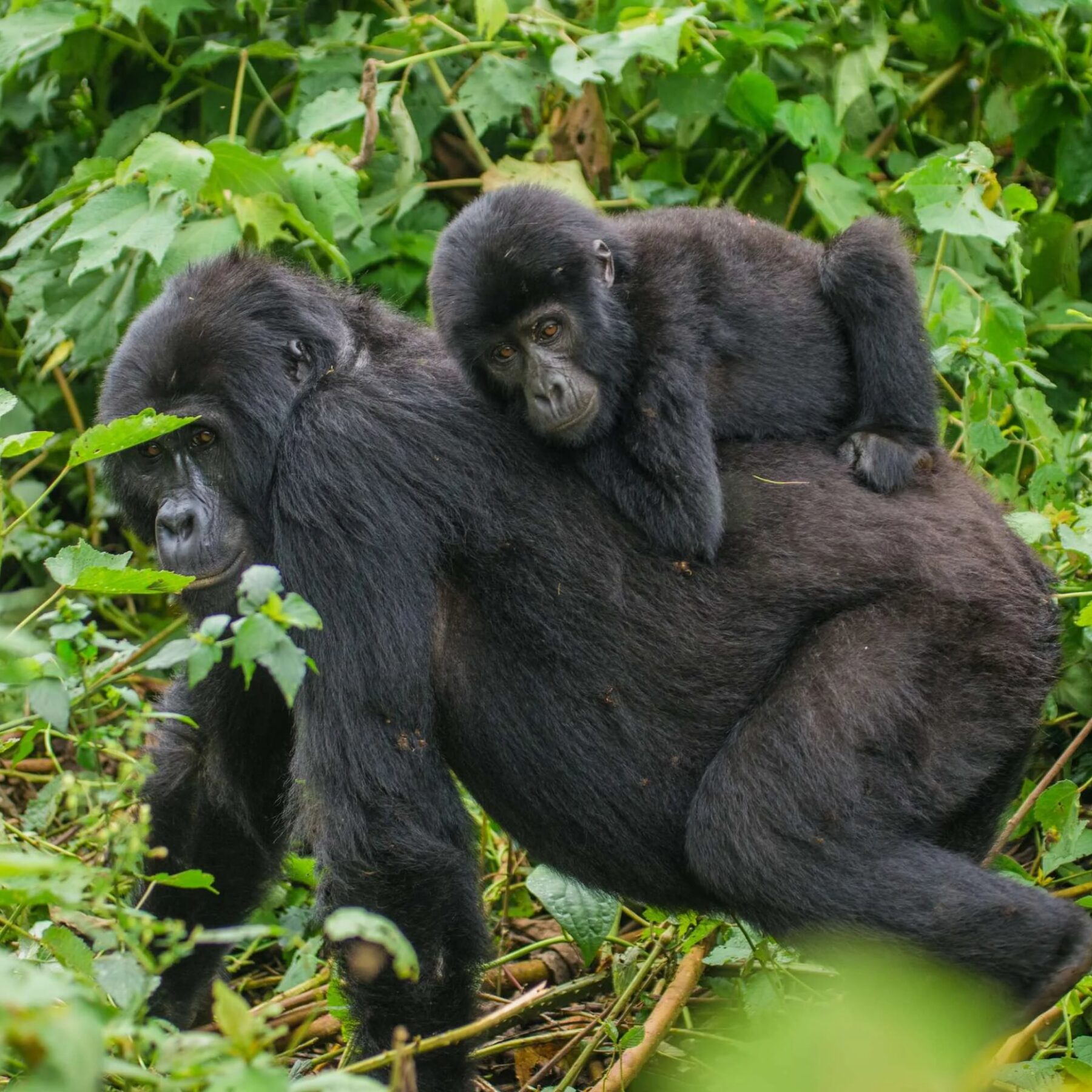 Bergsgorilla bär sin unge på ryggen i Ugandas gröna regnskog