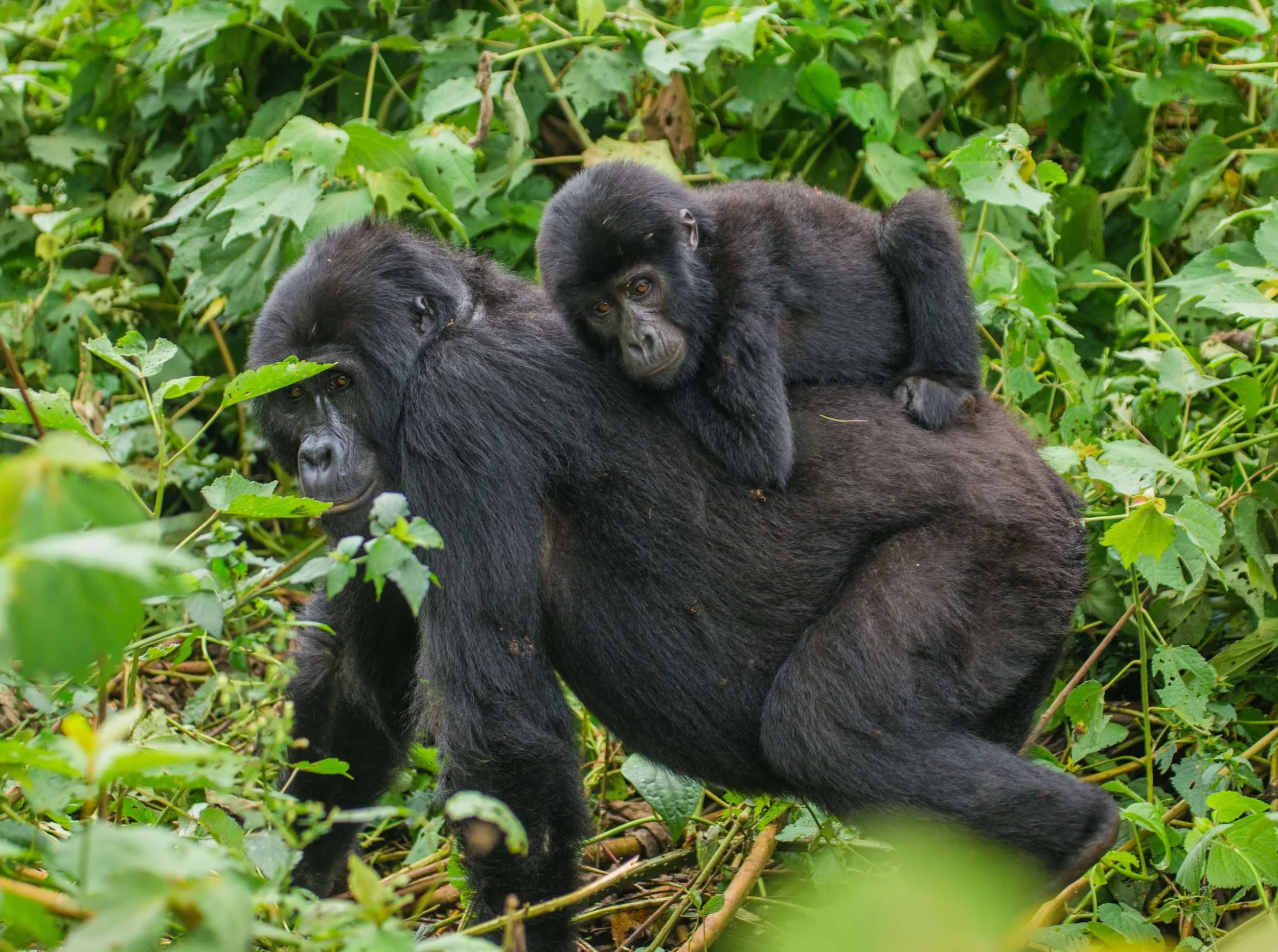 Bergsgorilla med sin unge i Uganda