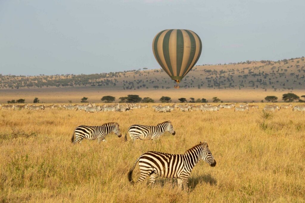 Zebror på savannen med en luftballong i bakgrunden i Masai Mara