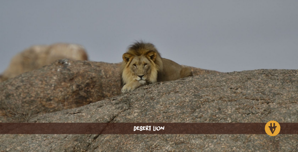 Ett ökenlejon som ligger på en stor grå sten i Kunene Damaraland