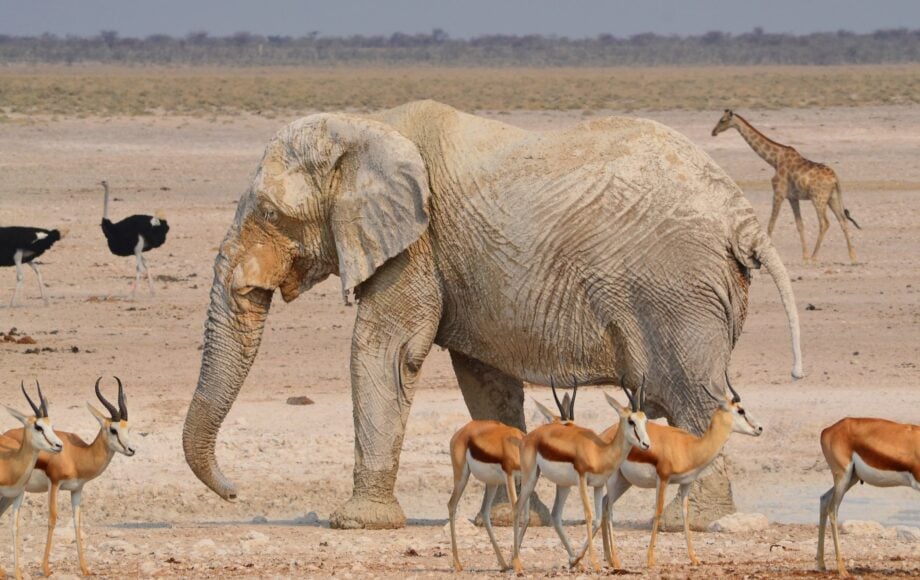 Elefant omgiven av springbockar, strutsar och en giraff i Etosha nationalpark i Namibia
