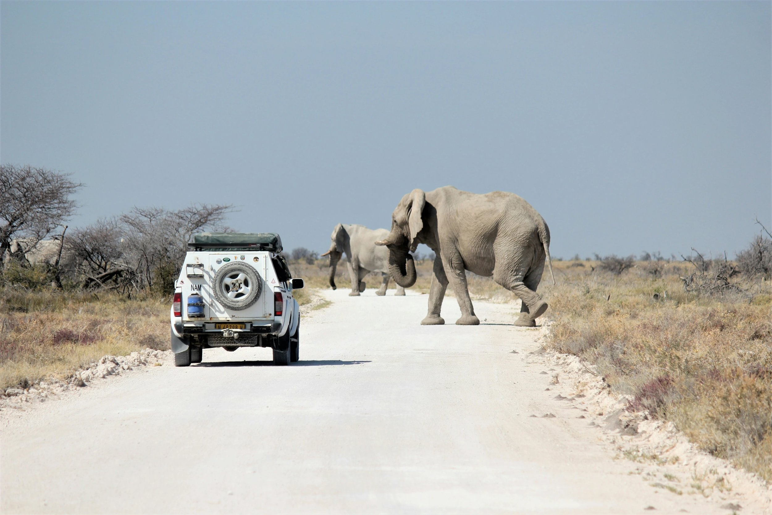 Elefanter korsar vägen framför en safaribil i Etosha nationalpark i Namibia