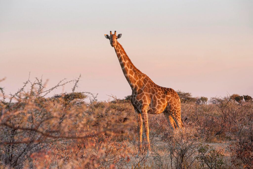 En giraff som står på en äng omgiven av buskar vid solnedgången i Etosha nationalpark i Namibia