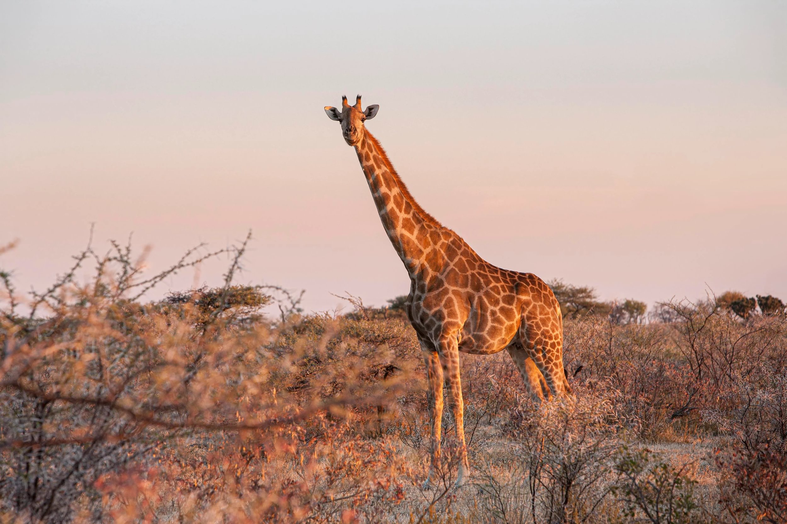 Giraff på ett fält omgivet av buskar i solnedgången i Etosha nationalpark i Namibia