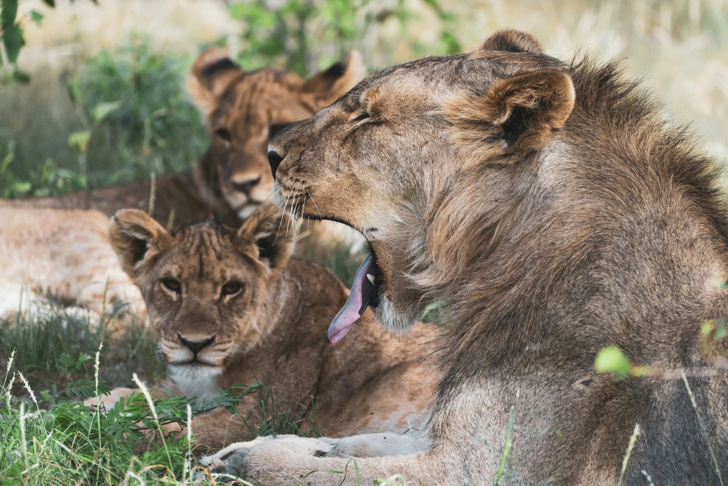 Lejonflock vilar i skuggan i Etosha nationalpark i Namibia medan ett av lejonen gäspar