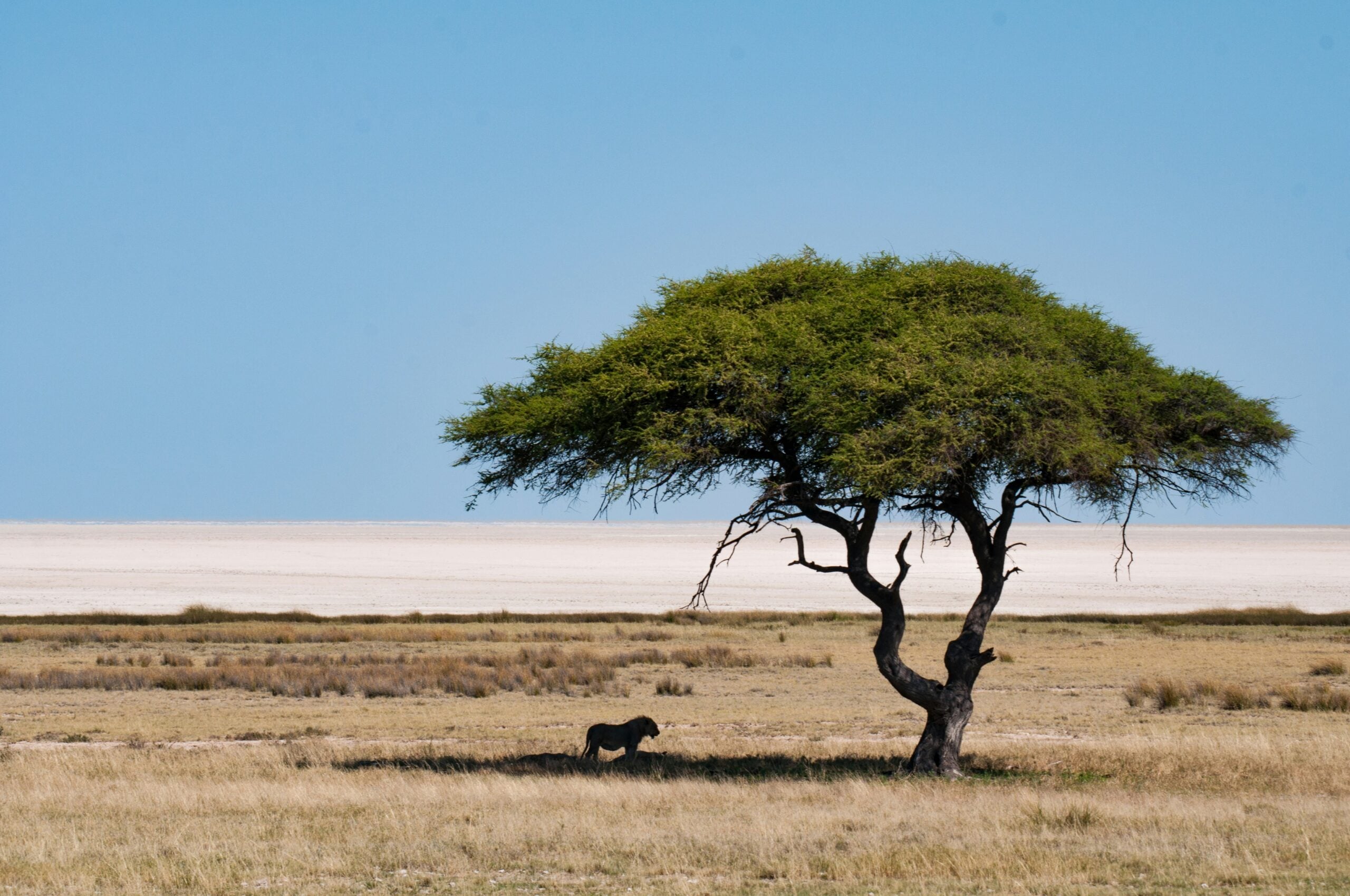 Lejon under ett akaciaträd i Etosha