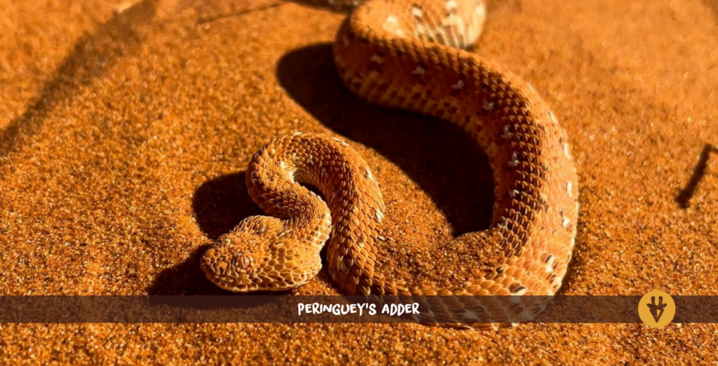 Peringueys huggorm