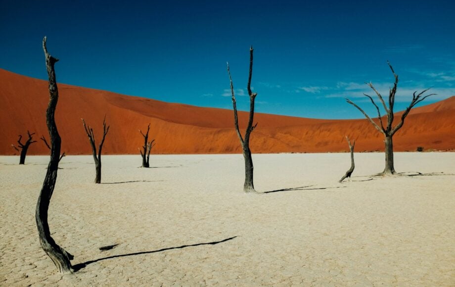Förstenade träd i Deadvlei i nationalparken Sossusvlei i Namibia