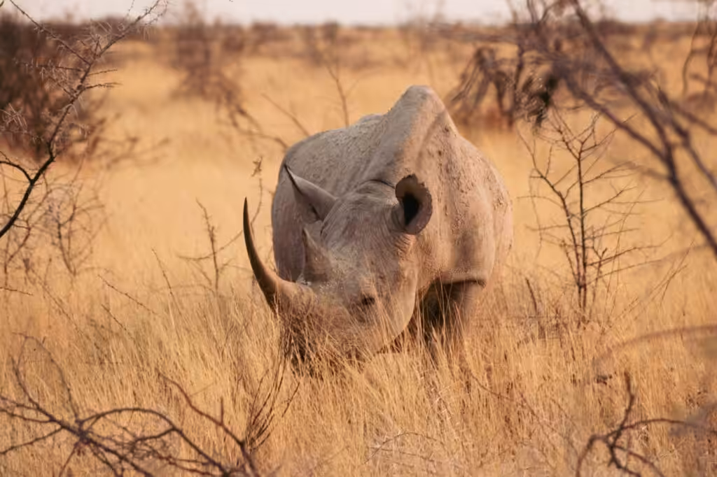 En svart noshörning som står i det höga gula gräset i Etosha nationalpark i Namibia