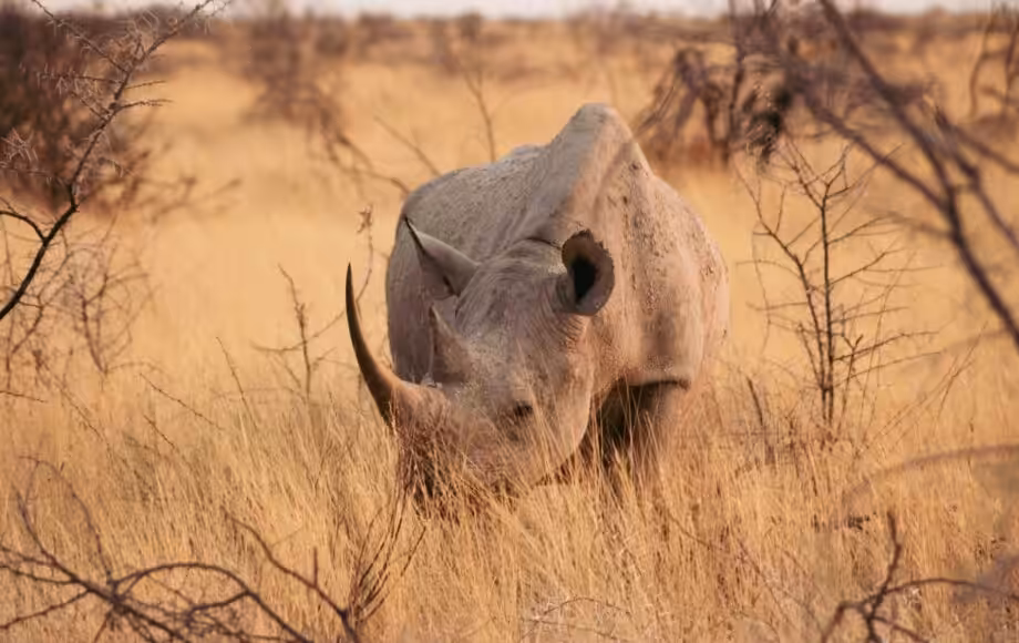 En svart noshörning som står i det höga gula gräset i Etosha nationalpark i Namibia