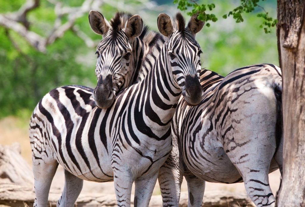 Två zebror som står bland träden i Kruger National Park i Sydafrika.