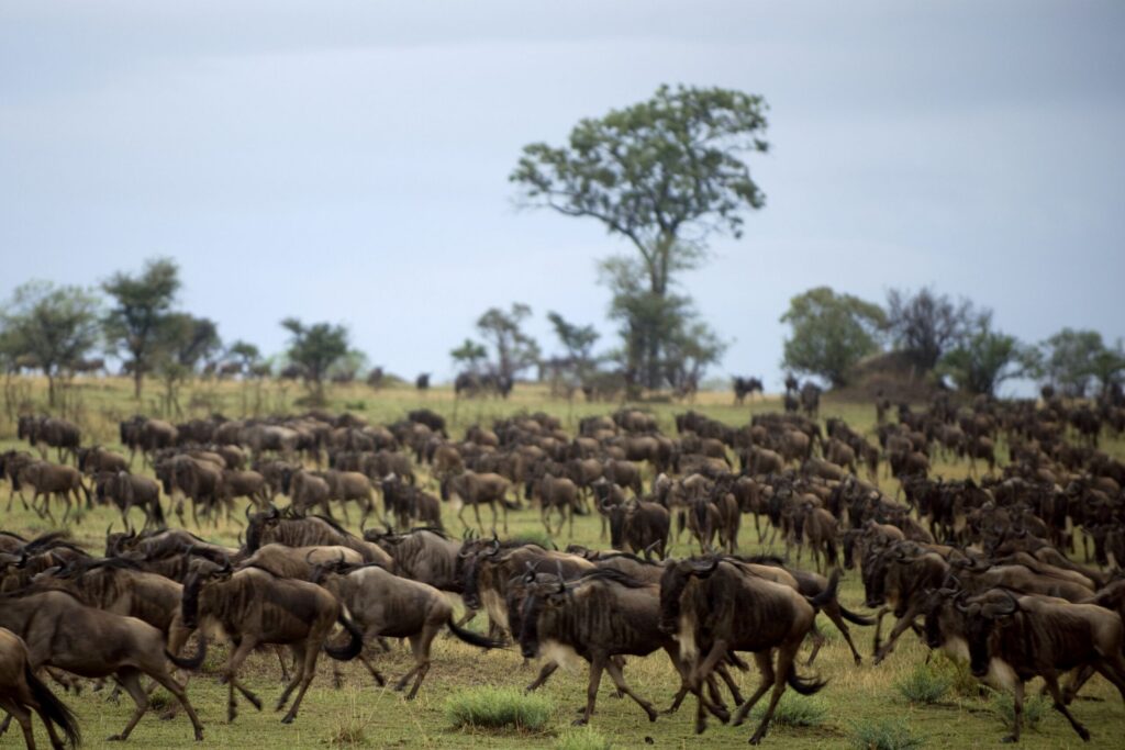 Stor hjord av gnuer under den stora migrationen i Serengeti