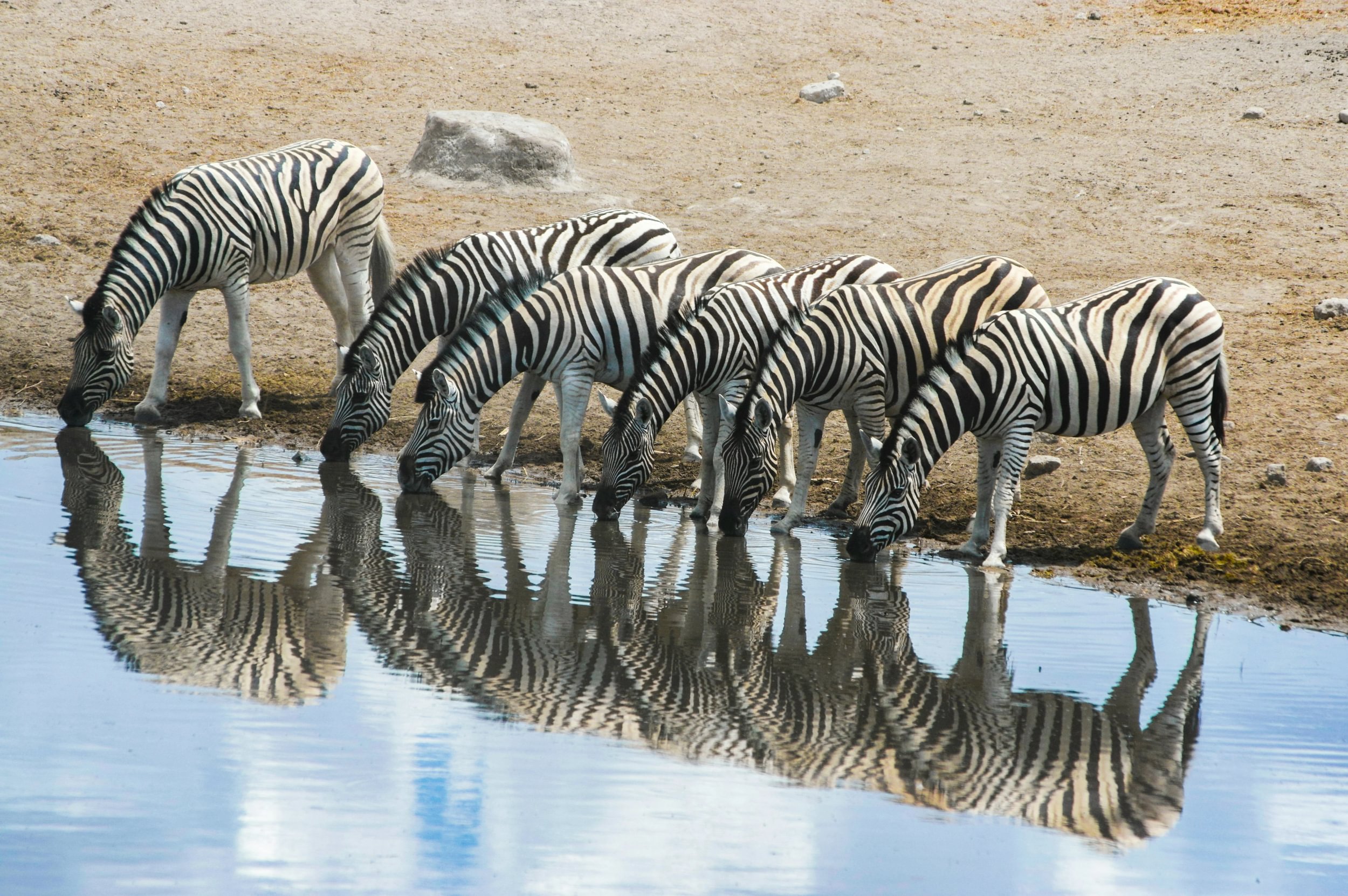 Zebror speglas i vattnet när de dricker vid ett vattenhål i Etosha nationalpark i Namibia