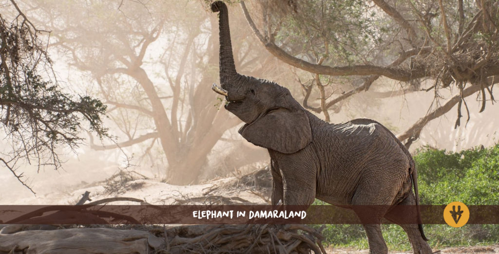 En ökenelefant som står på ett fallet träd och sträcker upp snabeln mot ett träd i Kunene Damaraland