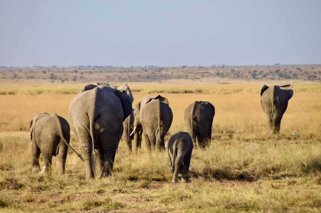 En elefantflock med unga kalvar som vandrar över den öppna savannen i Kenya.