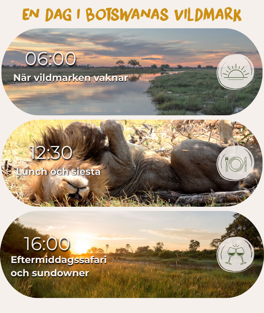 Typiskt dagsprogram under en safari i Botswana med morgonaktivitet, lunchpaus och eftermiddagssafari med sundowner
