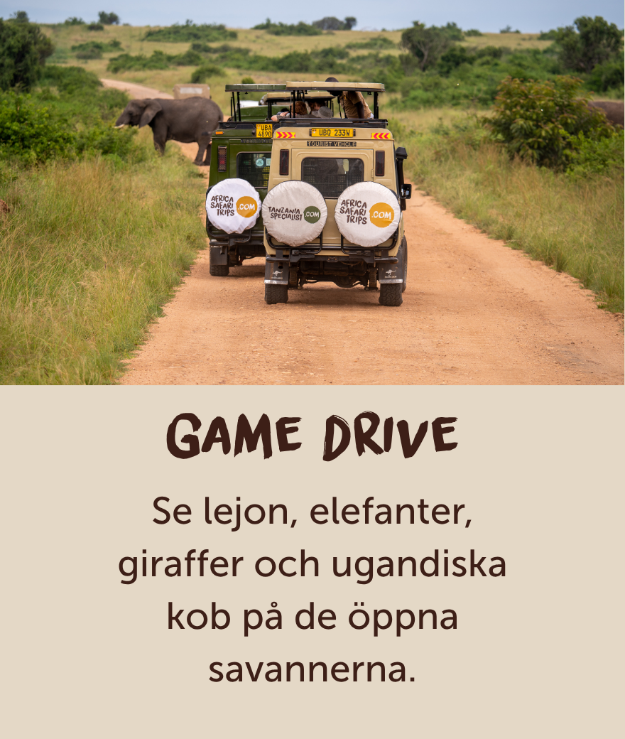 Privat safarijeep kör förbi en elefant under en game drive i Uganda.