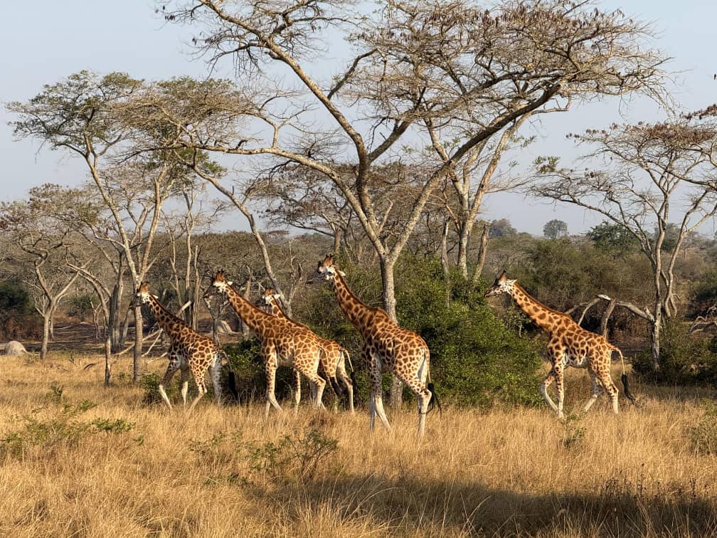 Giraffer som äter under akaciaträd på den ugandiska savannen.