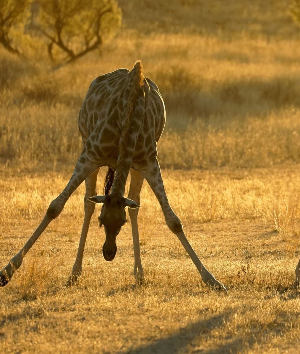 Giraffes in sunrise - Website pics