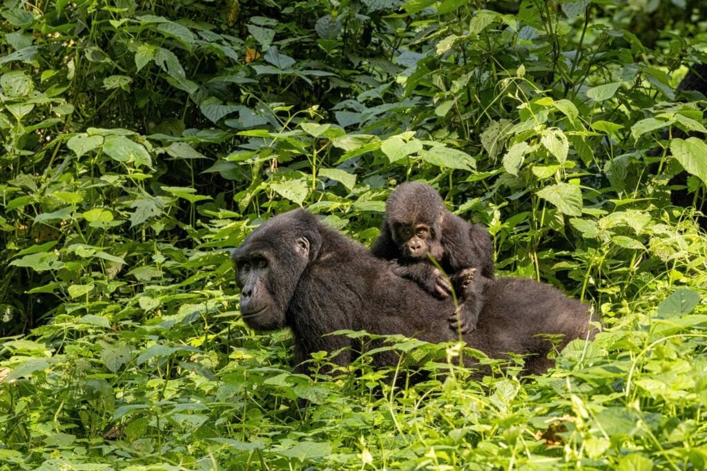 Bergsgorilla med en unge på ryggen i Ugandas grönskande regnskog.