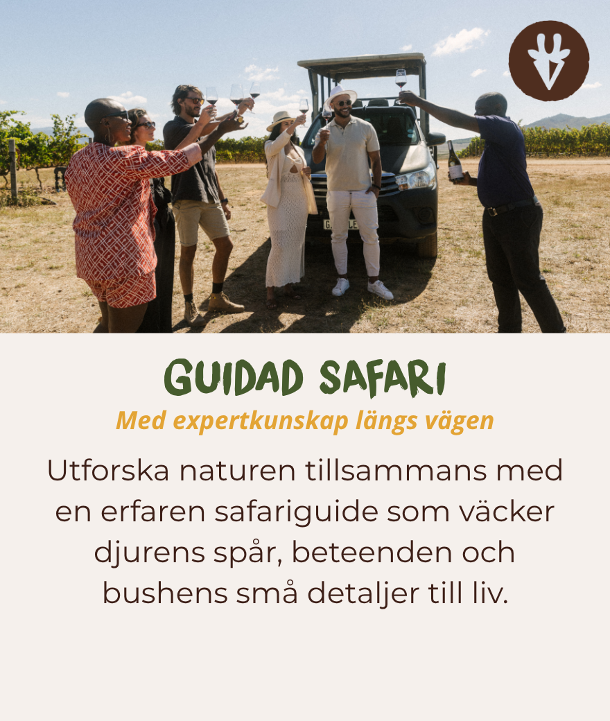 Guidad safari med en erfaren ranger som hjälper resenärerna att upptäcka djur och spår i naturen.