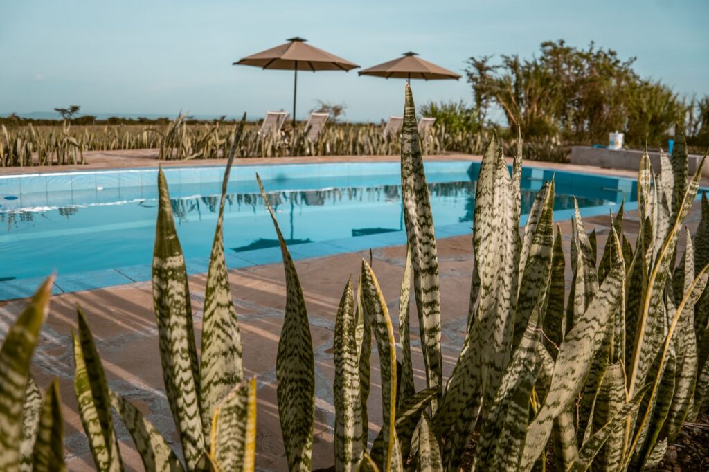 Zebra Plains Mara Camp pool