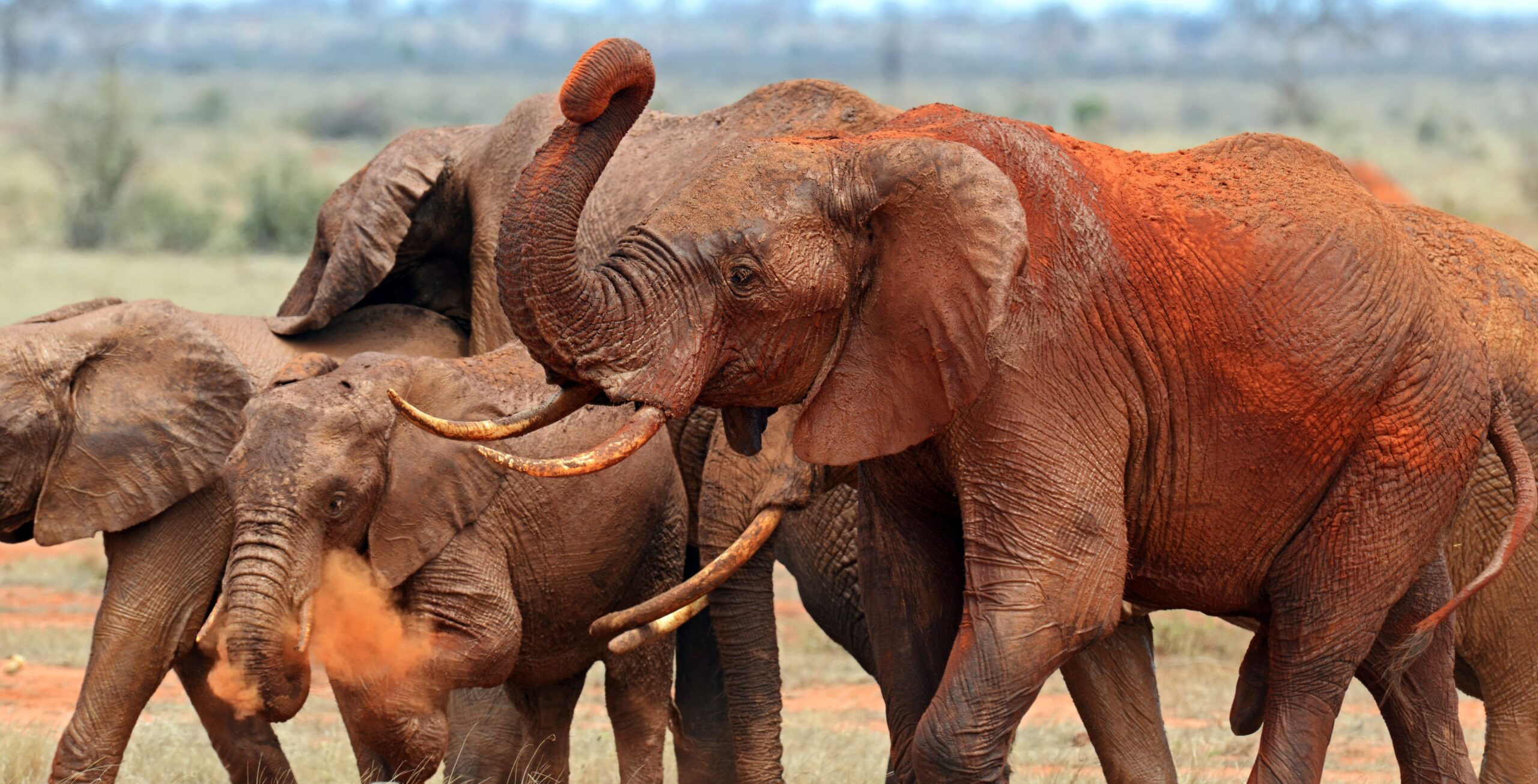 IM_KE_TEAS_Elephants in Tsavo East