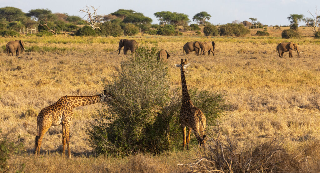 IM_KE_TEAS_Giraffes eating with elephants in background