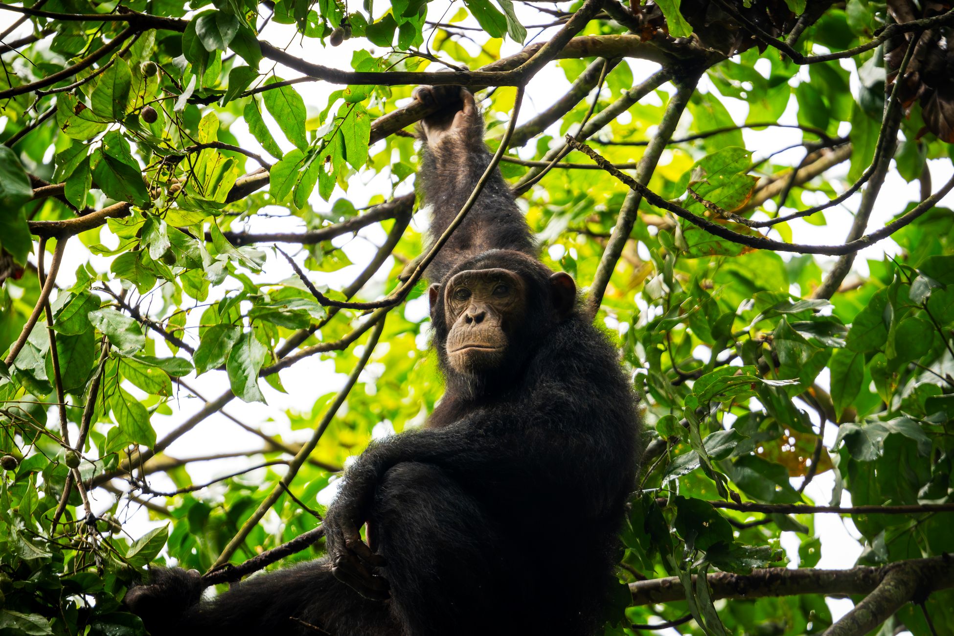 Schimpans i Queen Elizabeth National Park
